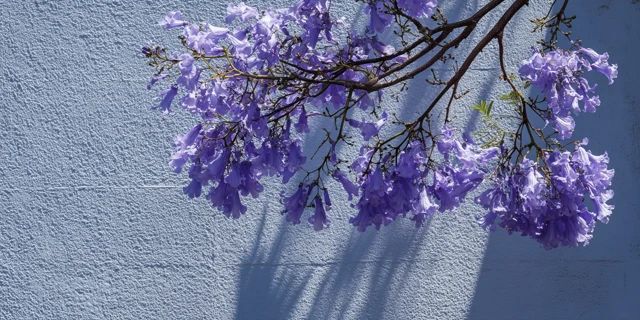 Blue Jacaranda in Sunlight Minimalist Photography