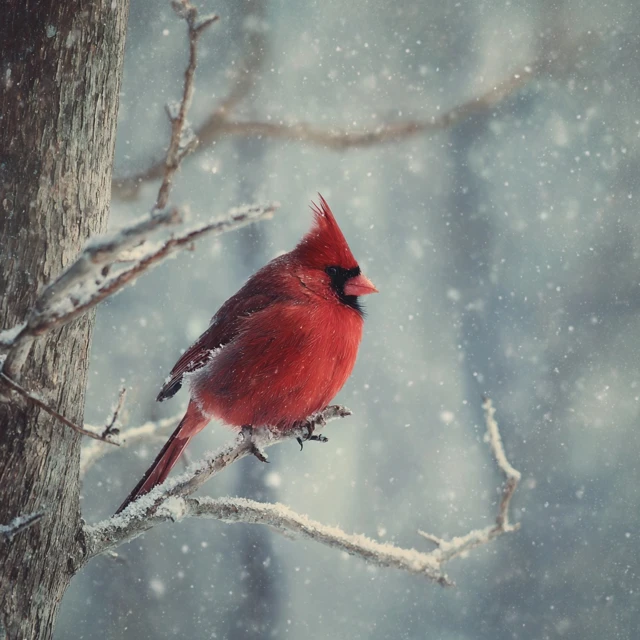 Winter Scene Cardinal in Snowy Forest 18x12 Art Print