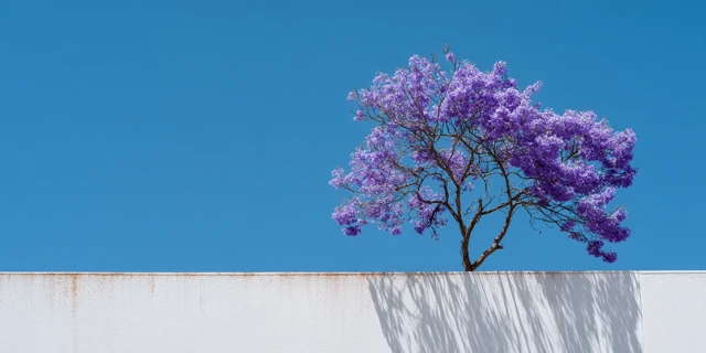 Blue Jacaranda in Sunlight Minimalist Photography