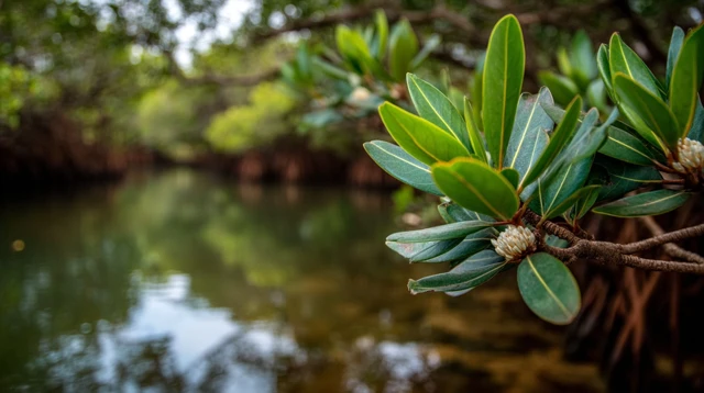 Mangrove Plant in Lagoon Sri Lanka Nature Photography