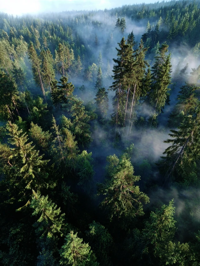 Aerial View of Coniferous Forest in Mist