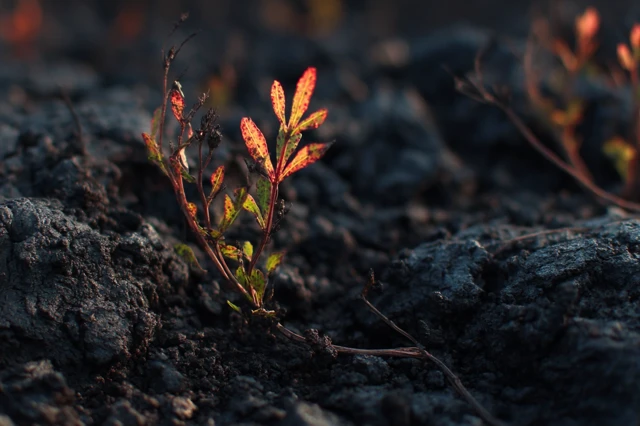 New Plant Growing Through Burnt Soil