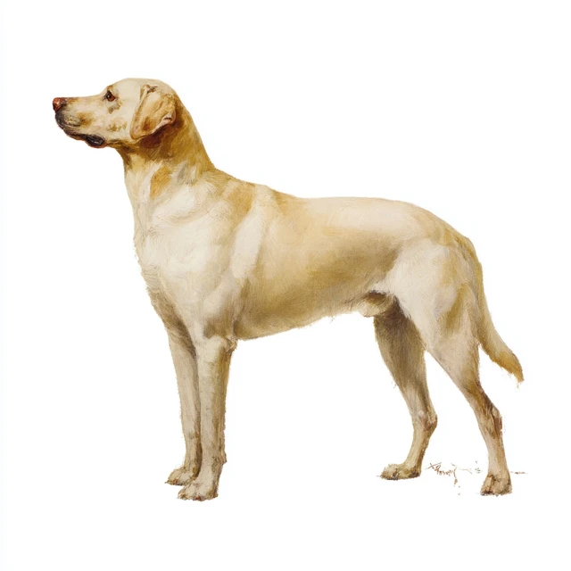 Yellow Lab Painting by John Singer Sargent