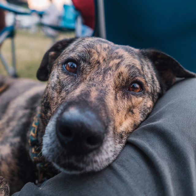 Dog Seeking Attention Resting Head in Owners Lap