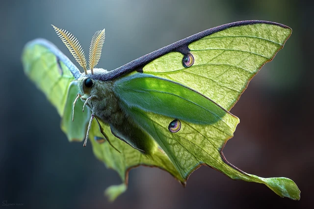 Luna Moth SciFi Artwork