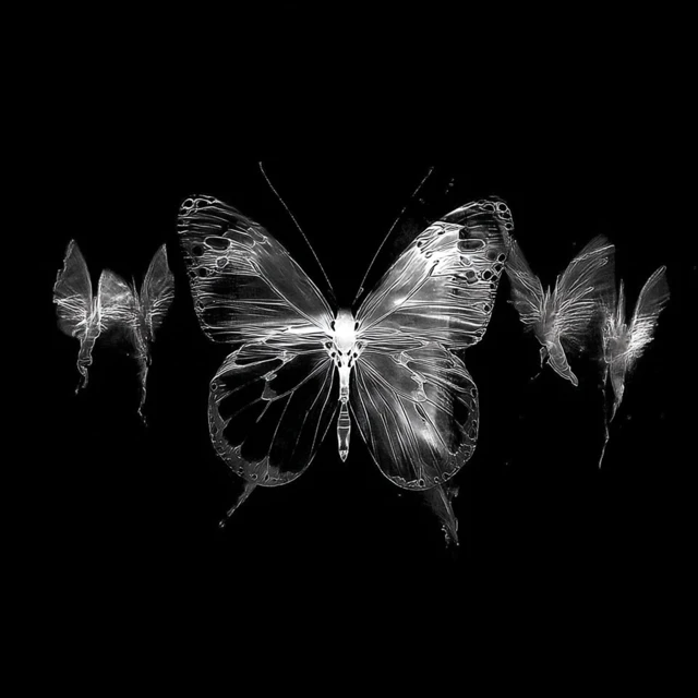 Butterfly Wings Monochrome Black and White Art