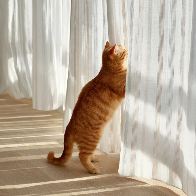 Orange Cat Playing with Curtains