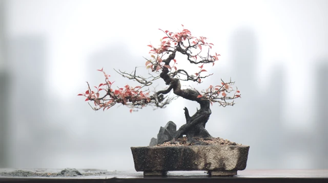 Bonsai Tree Tranquil Nature Art