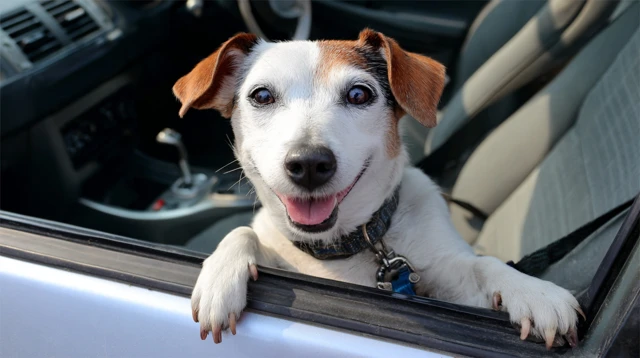 Happy Dog Leaning Out Car Window