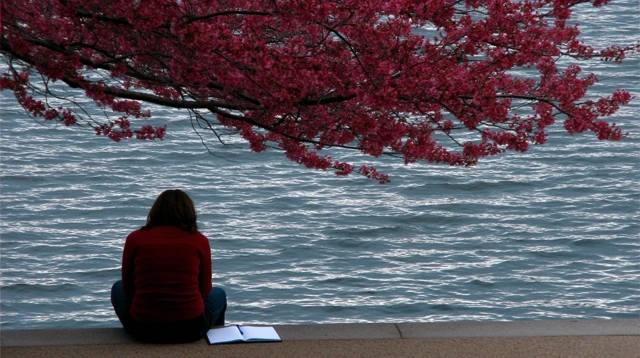Contemplative Woman by Lake Under Cherry Blossoms