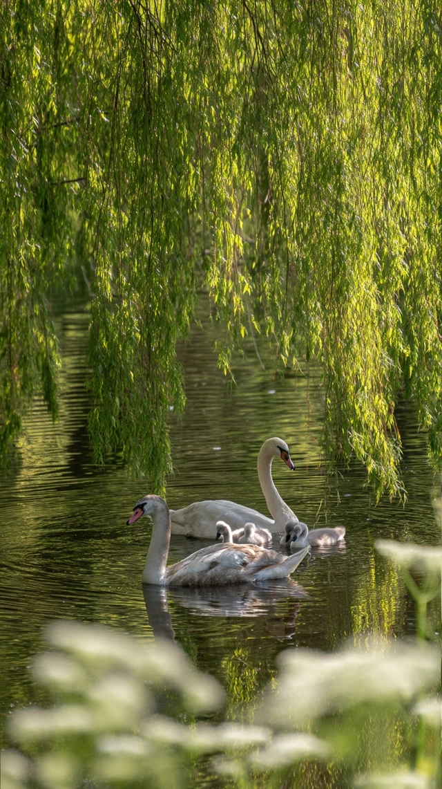 Swans and Cygnets on a Pond Nature Photography