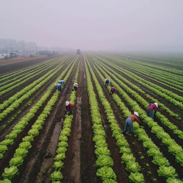 Lettuce Harvest Field Workers Agriculture Farming