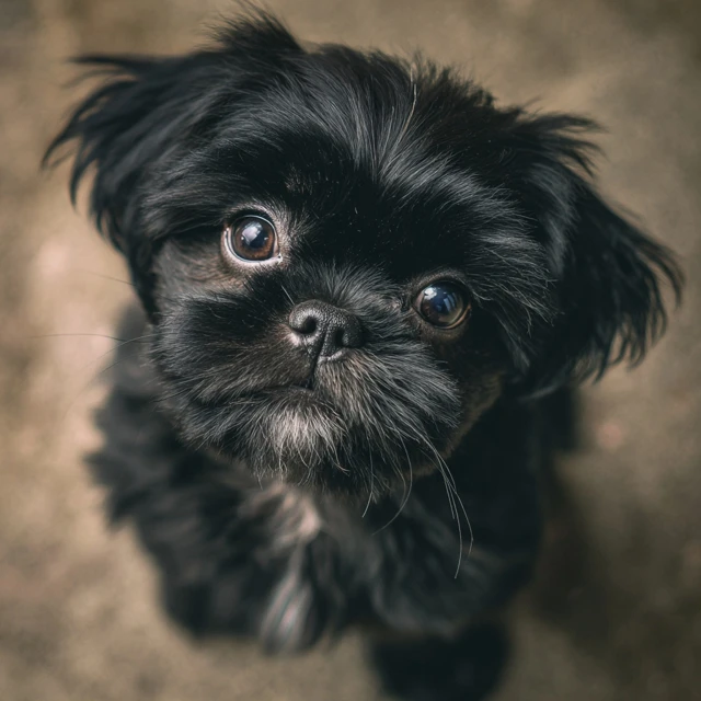 Sad Black Shih Tzu Puppy Looking at Camera