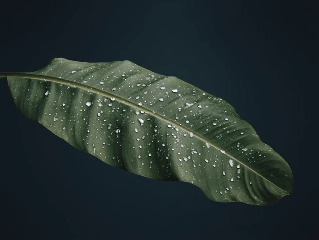 Banana Leaf with Water Droplets