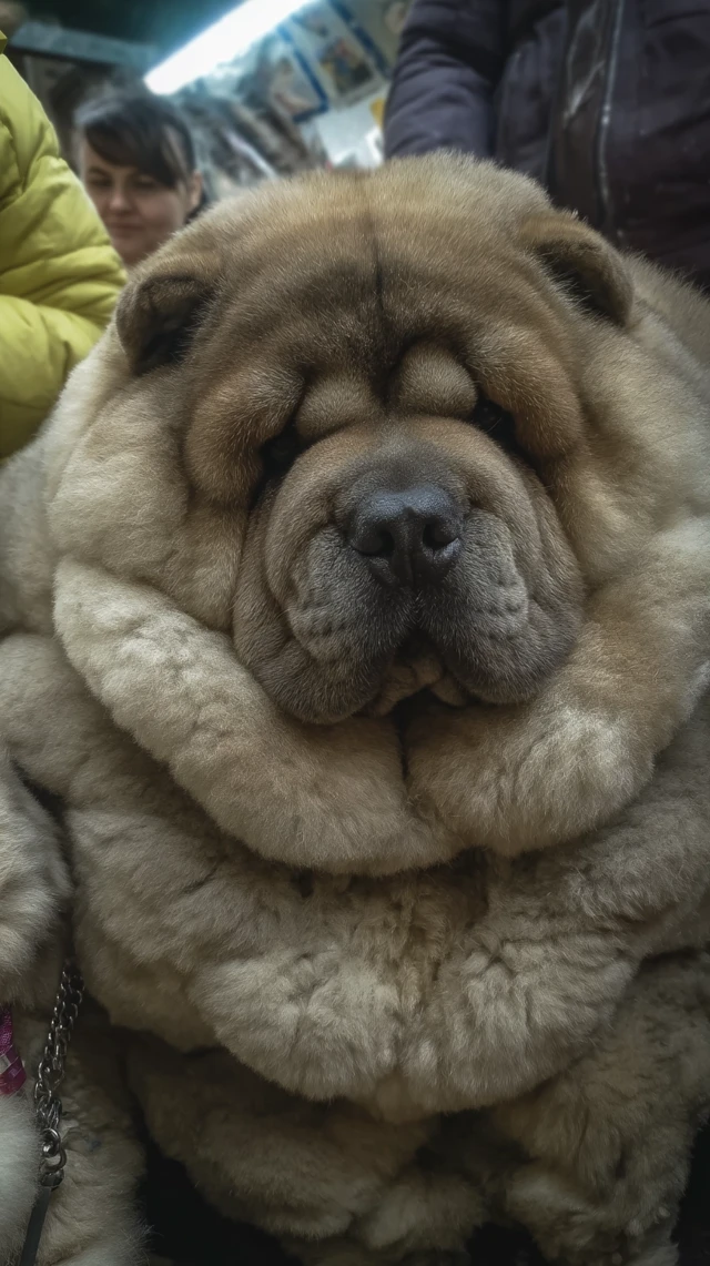 Wrinkled Dog CloseUp Portrait