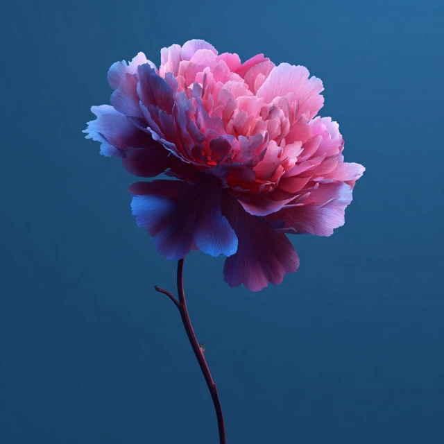 Pink Flower with Blue Background