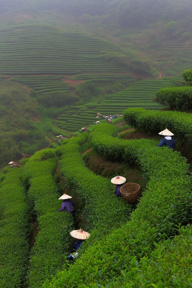Tea Plantation in Spring Rain Zhejiang Rural Scenery