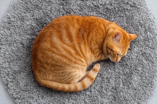 Cute Lazy Orange Cat Sleeping on a Cozy Carpet