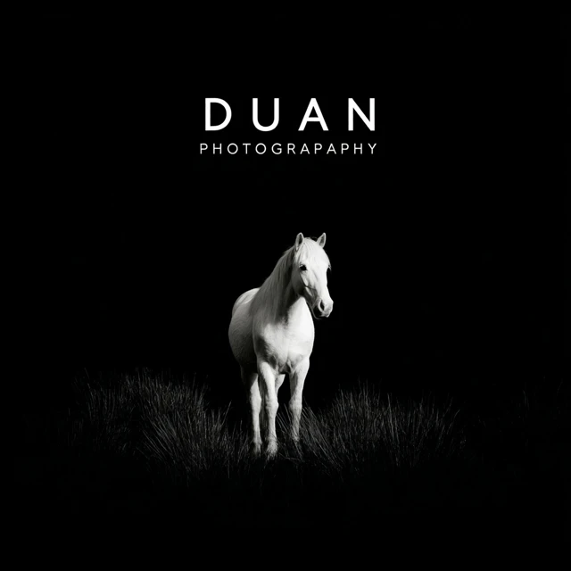 Duan Photography Black and White Horse