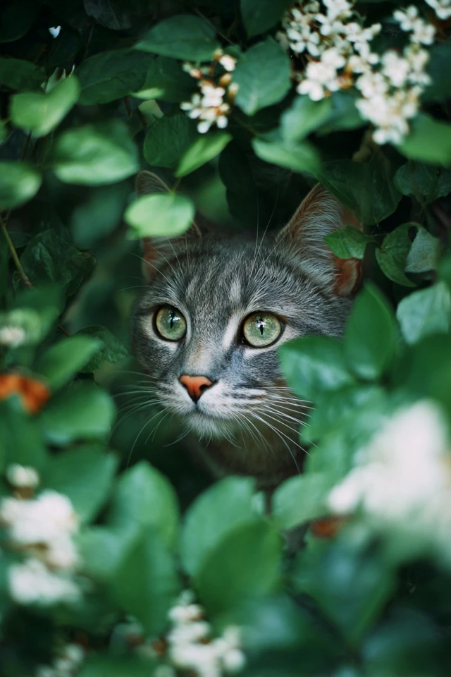 International Cat Day Adorable Ginger Cat