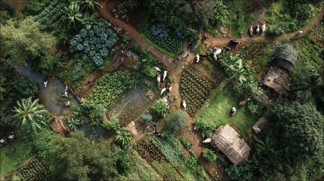 Indian Farm Village Overhead View Cows and Farmers