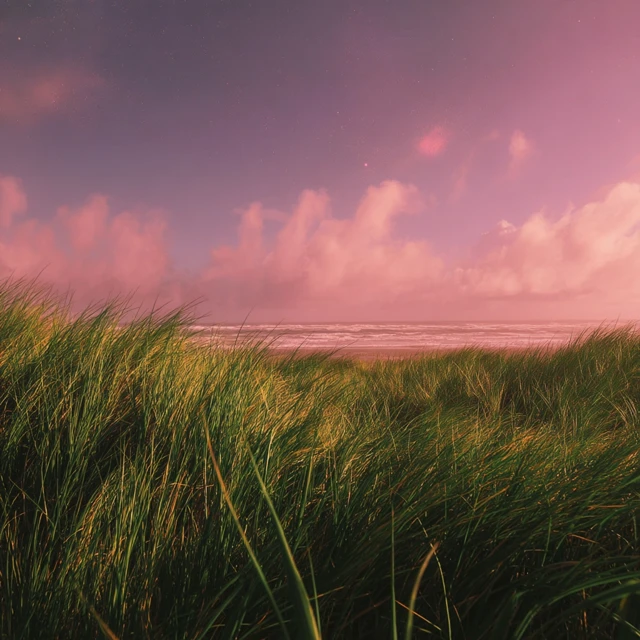 Seaside Grass and Alien Sky Photography