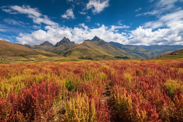 Quinoa Field in the Bolivian Andes Dramatic Landscape