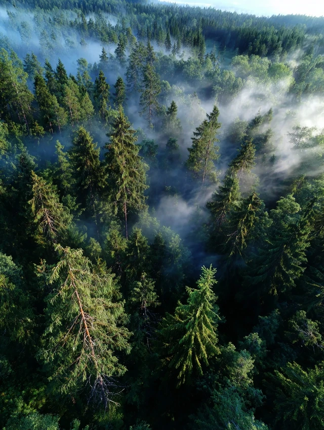 Aerial View of Coniferous Forest in Mist