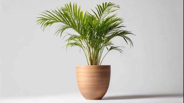 Areca Palm Pot Stock Photo Quality