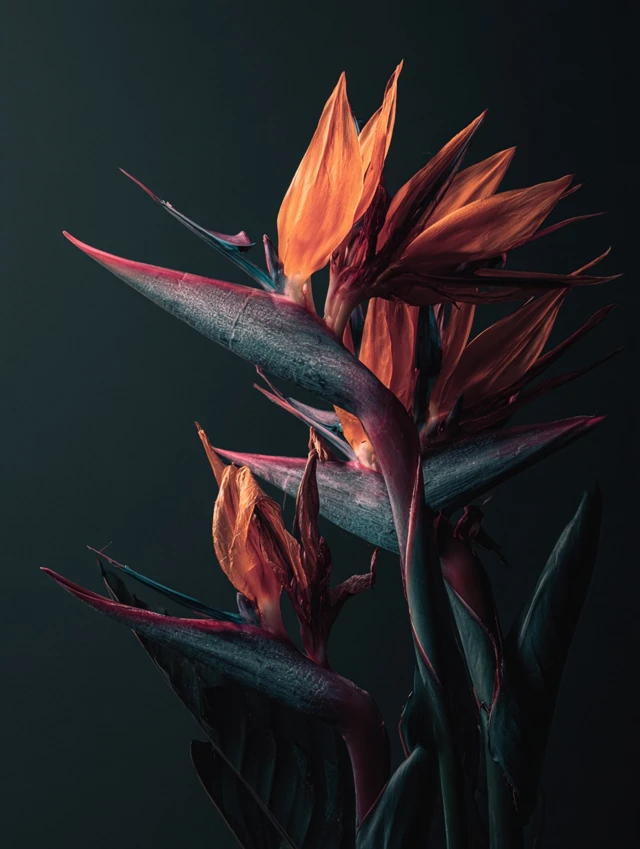 Bird of Paradise Flower Dramatic Floral Photography