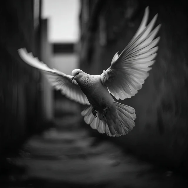 Dove in Flight Black and White