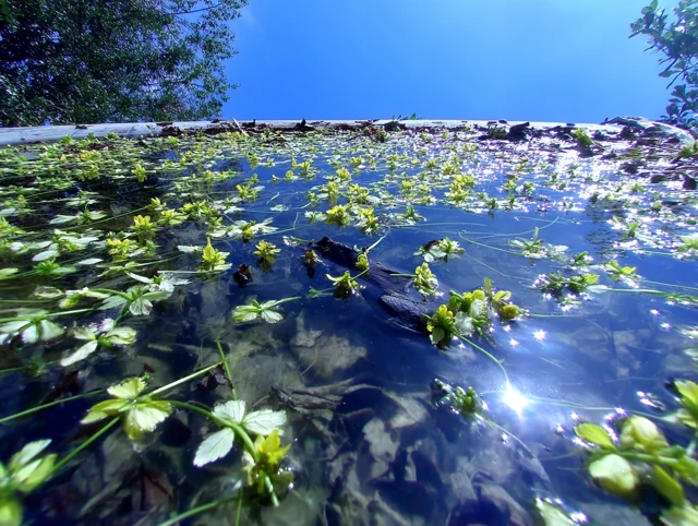 Sunlit Water Reflections and Yellow Flowers