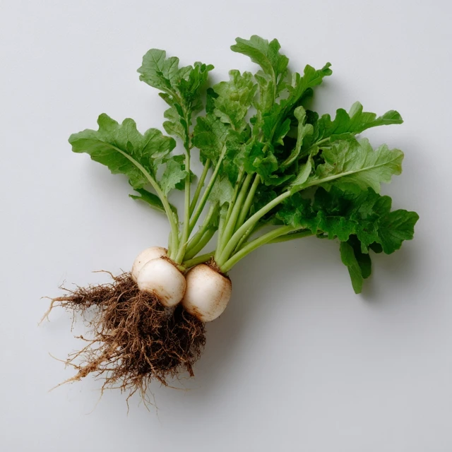 White Daikon Radish Vegetable Cutout PNG on White