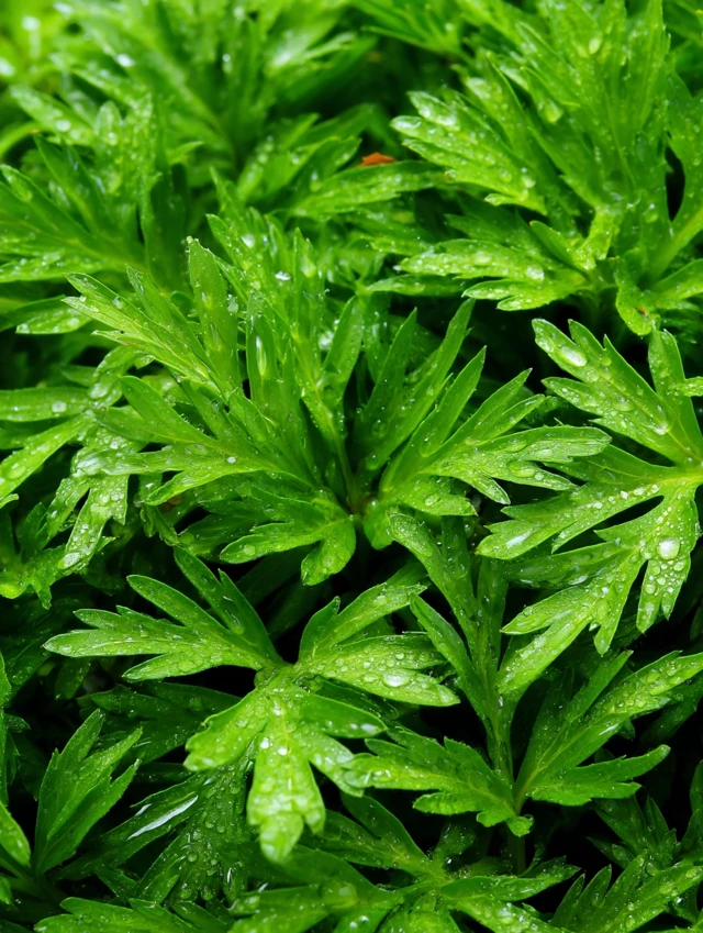 Wet Wormwood: Close-up of Lush Green Foliage
