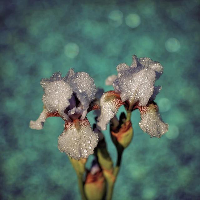 Iris Flower with Dewdrops Photography