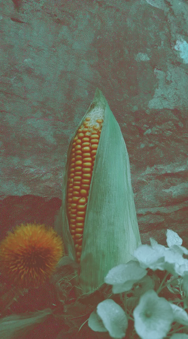 Fresh Corn on the Cob Still Life Art