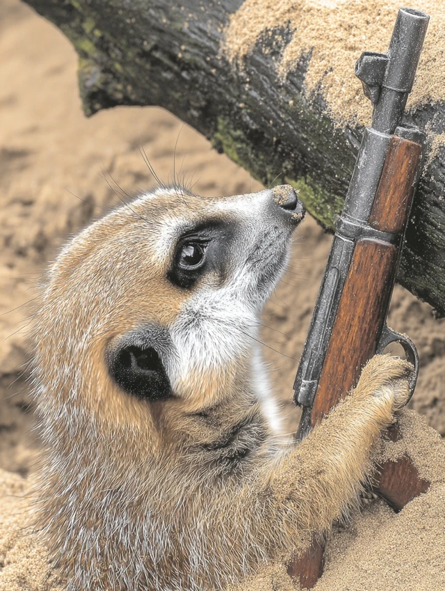 Meerkat with a Rifle  Unlikely Action Hero
