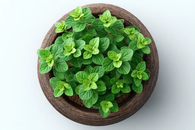 Oregano Herb Growing in a Pot Top View