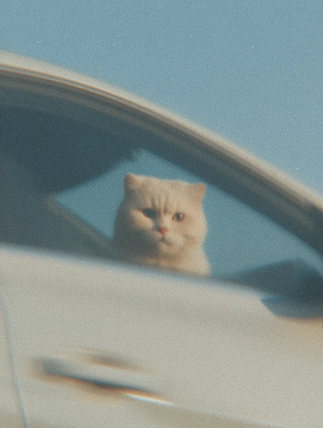 Cute Cat Road Trip Reflection