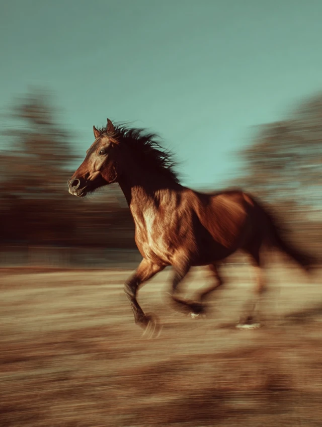 Galloping Horse Vintage Photo