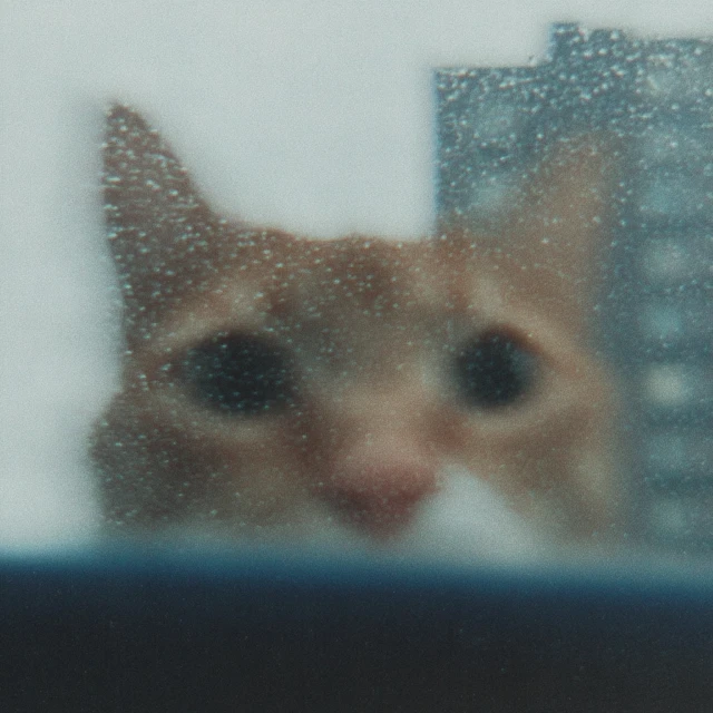 Cute Cat Portrait Raindrops Window Saul Leiter David Hockney
