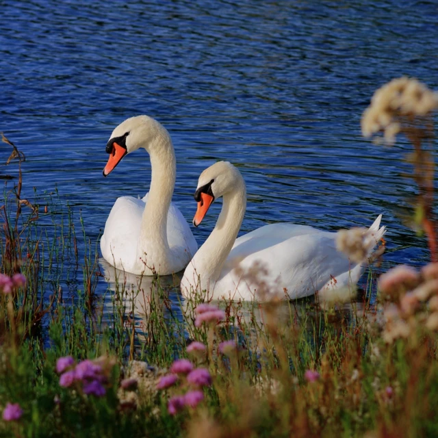Charming Swans Enjoying the Afternoon Together