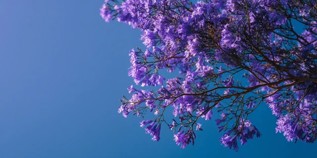 Blue Jacaranda in Sunlight Minimalist Photography