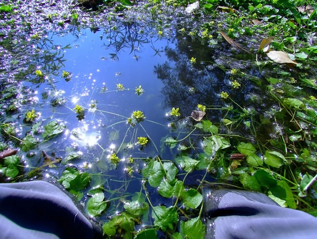 Sunlit Water Reflections and Yellow Flowers