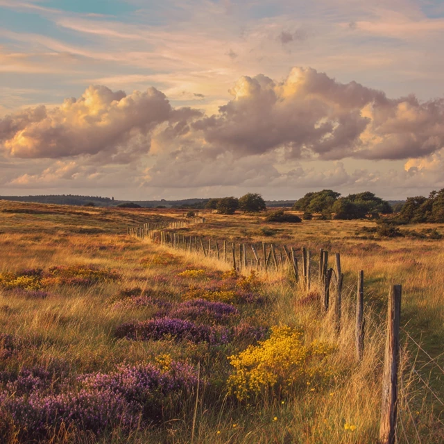 County Road at Golden Hour with Wooden Fence