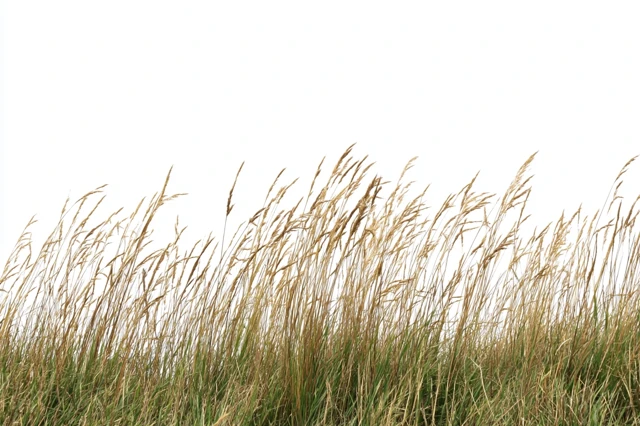 Tall Wild Grass Isolated on White Background
