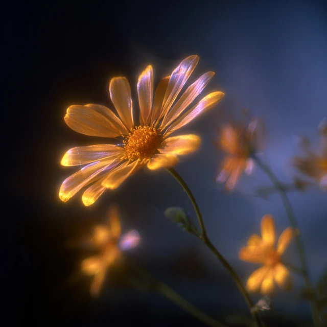 Daisy at Night Long Exposure Photo