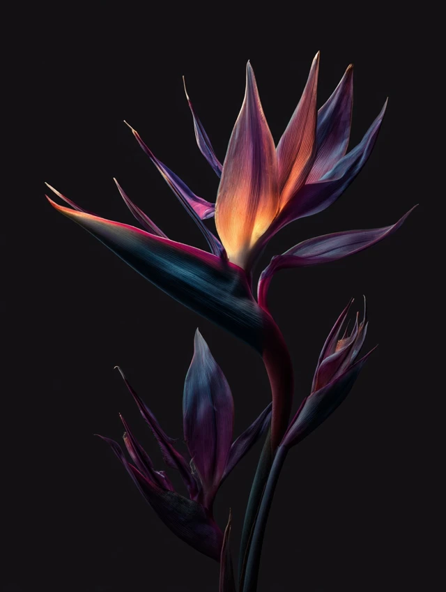 Bird of Paradise Flower Dramatic Floral Photography