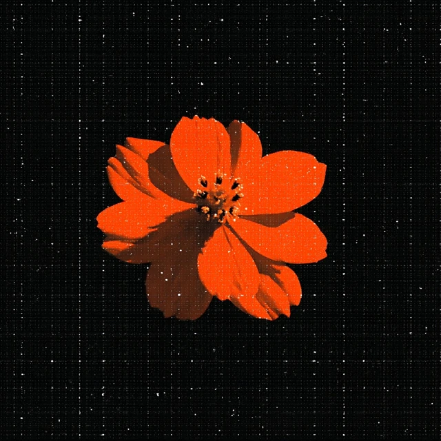Orange Flower on Black Textured Background