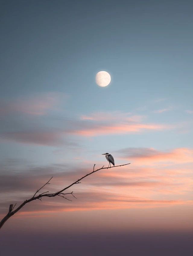 Heron on Branch Moonlit Sky Photography